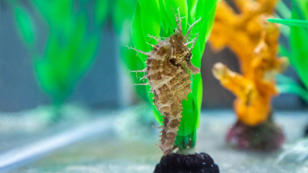 Previous cams Clearwater Marine Aquarium