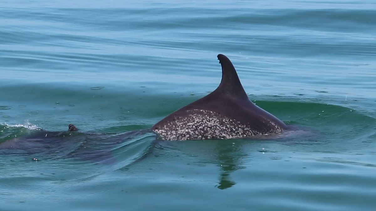 wild spotted dolphin