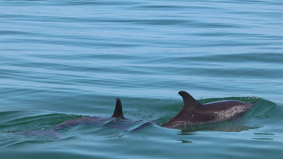 wild spotted dolphins