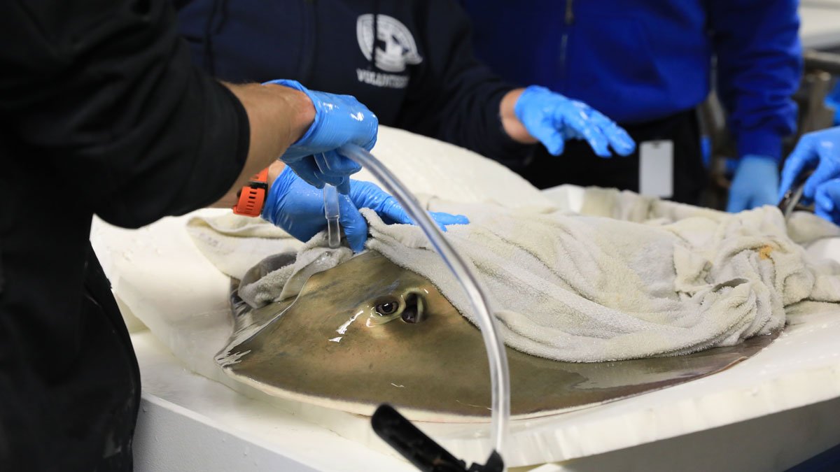 stingray exam