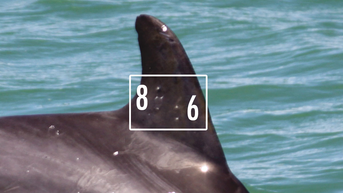 dolphin dorsal brand