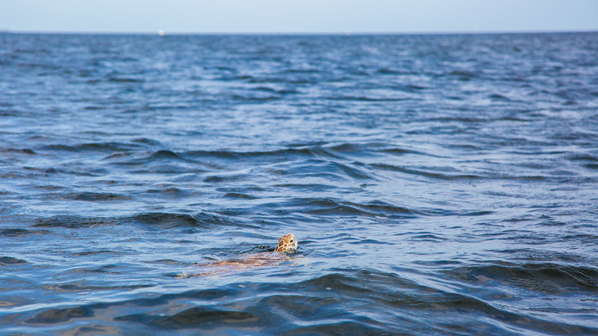 sea turtle release