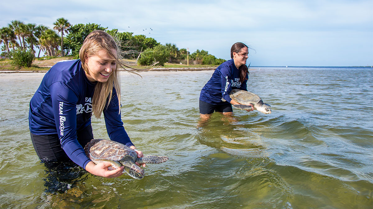 sea turtle release valkyrie and ninja