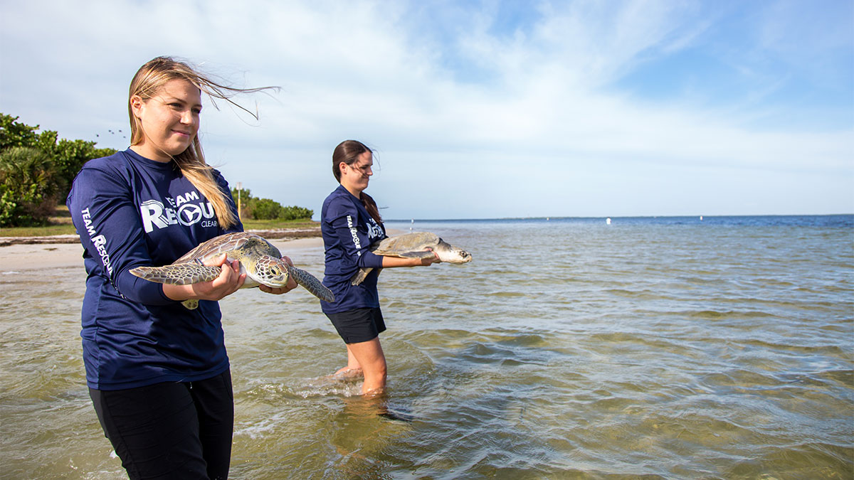 sea turtle release for valkyrie and ninja