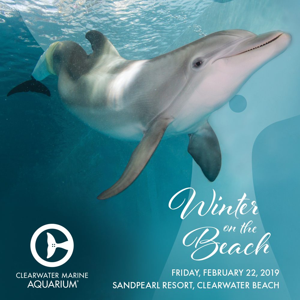 clearwater marine aquarium winter clearwater marine aquarium winter