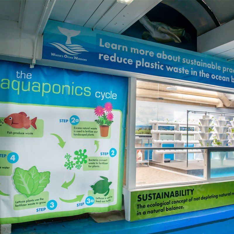 aquaponics