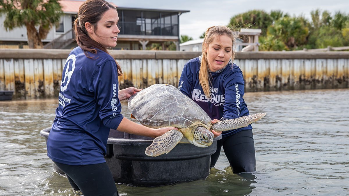 Avocato and Uno sea turtle release