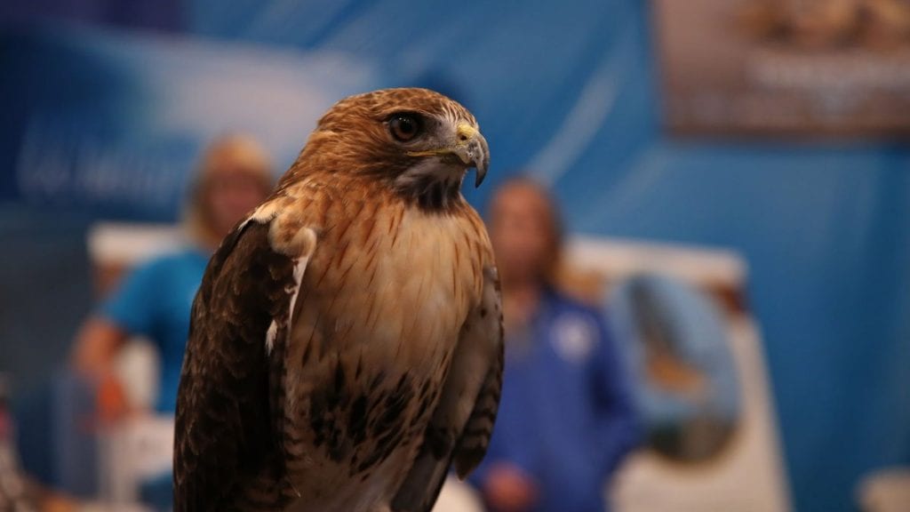 hawk at birds of prey