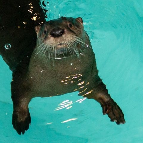 Boomer, a river otter