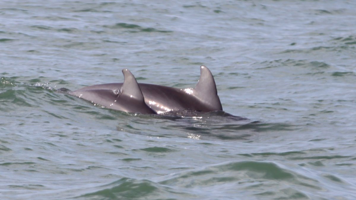 Chip and Faux, wild dolphins