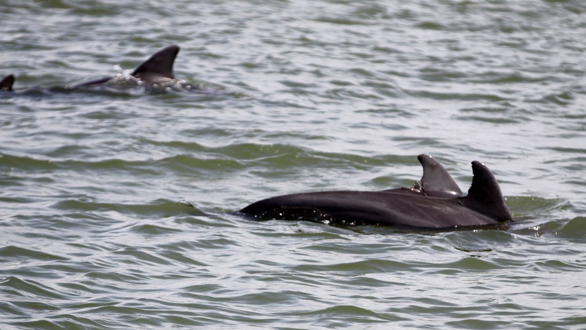 Chip and Faux, wild dolphin swimming