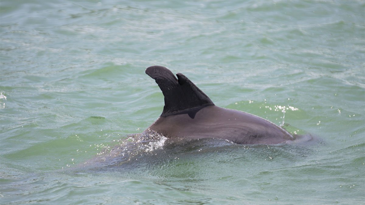 daisy, wild dolphin