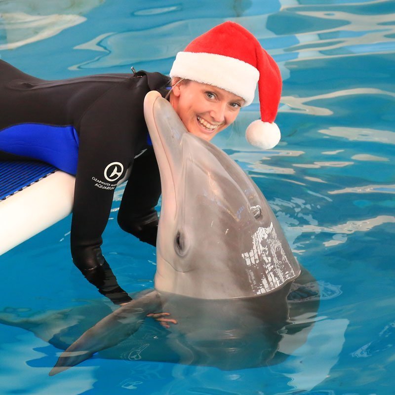holiday dolphin care