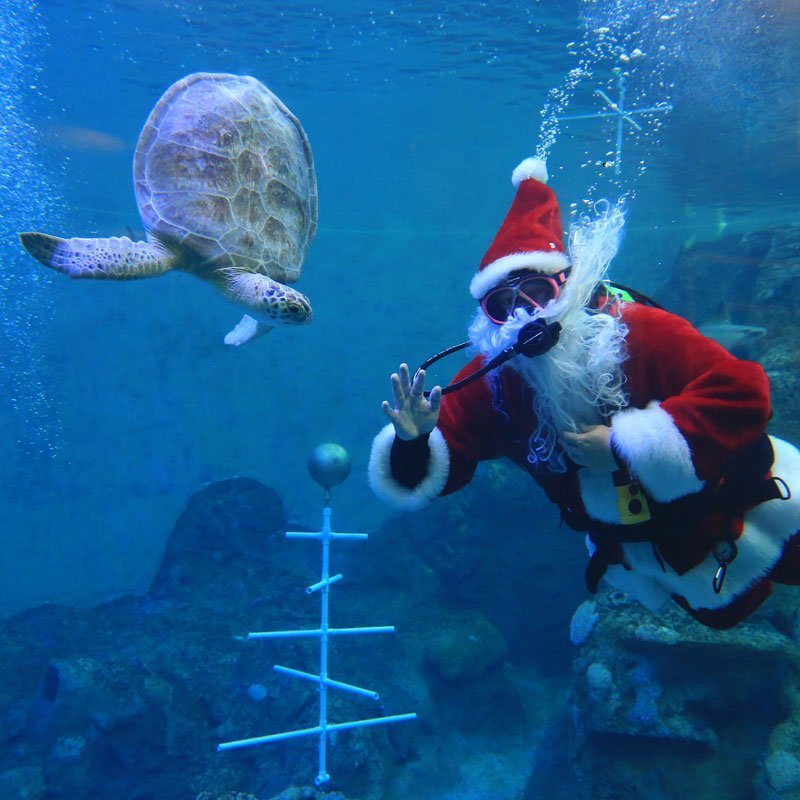 dive santa with sea turtle