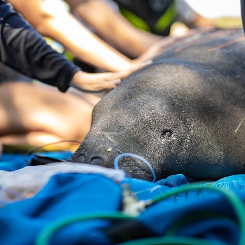 oldsmar manatee rescue