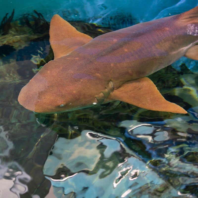 nurse shark