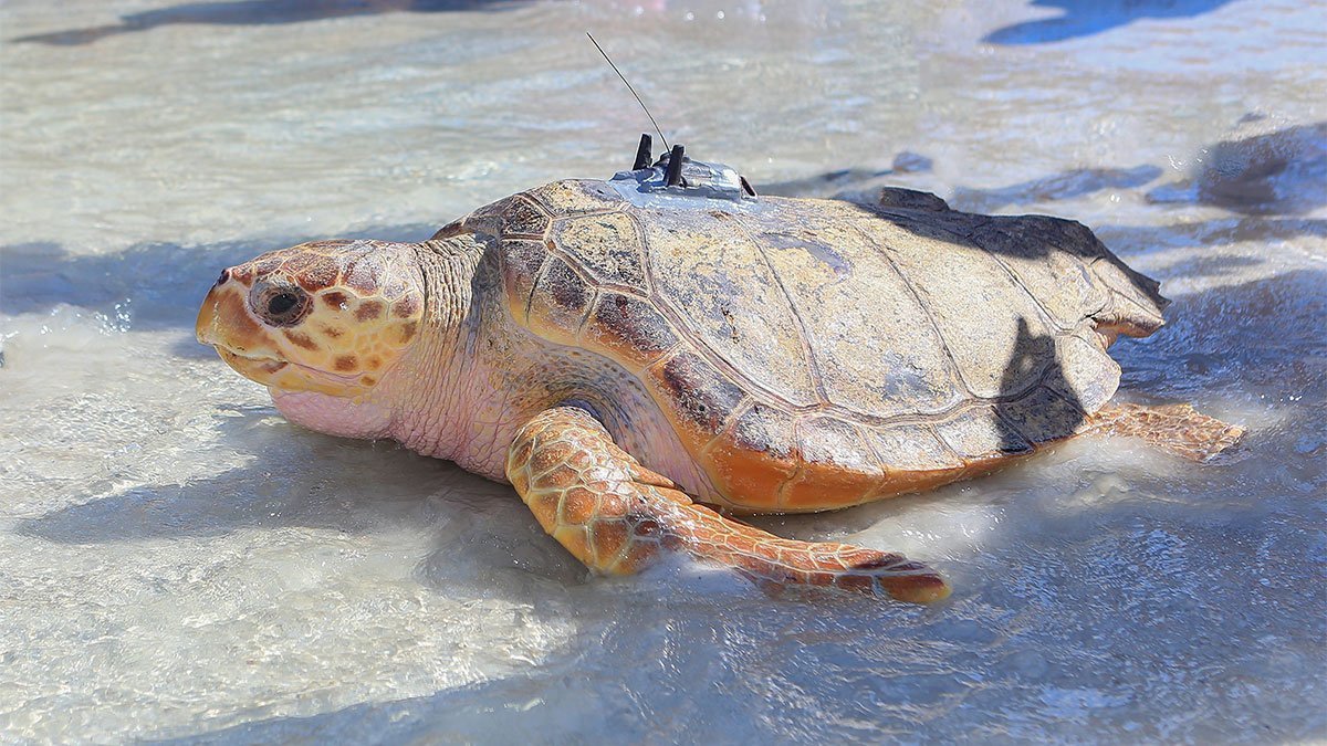 Ozzy sea turtle release