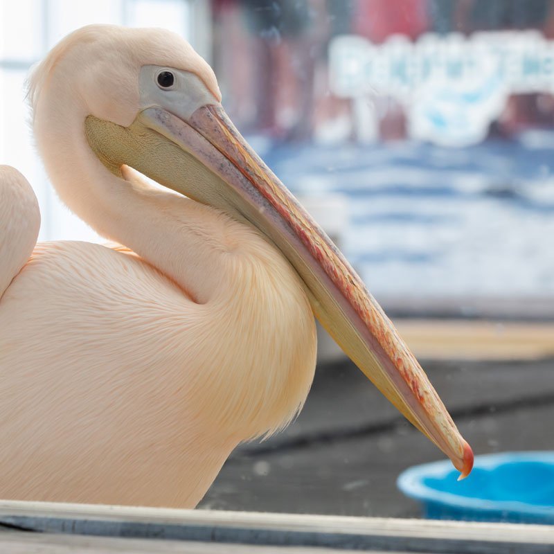 Ricky, pelican