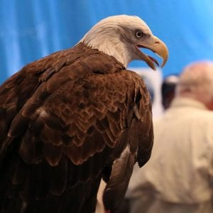 Sarge the bald eagle