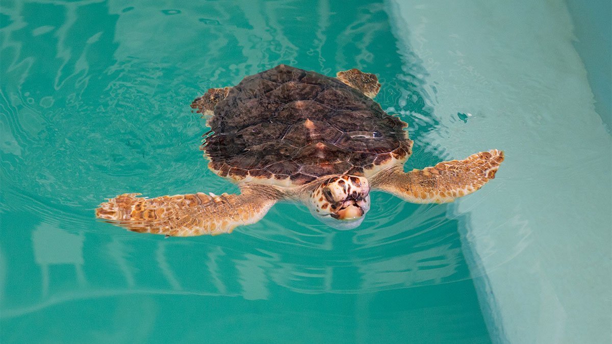 snorkel, loggerhead sea turtle