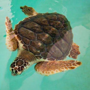 snorkel loggerhead sea turtle