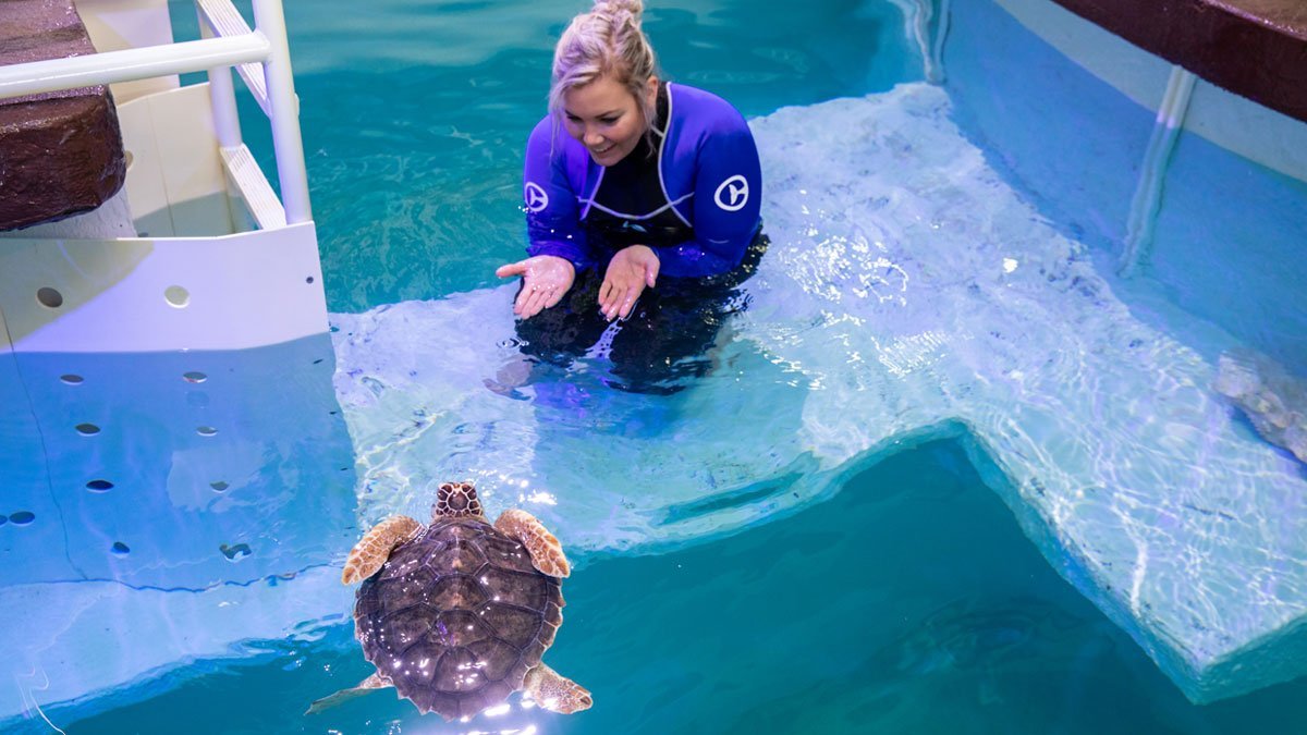 snorkel, loggerhead sea turtle with care team