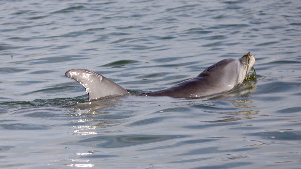 tidal, a wild dolphin calf