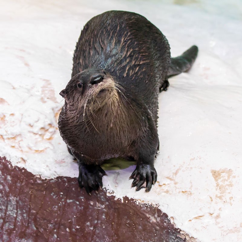 Walle, river otter