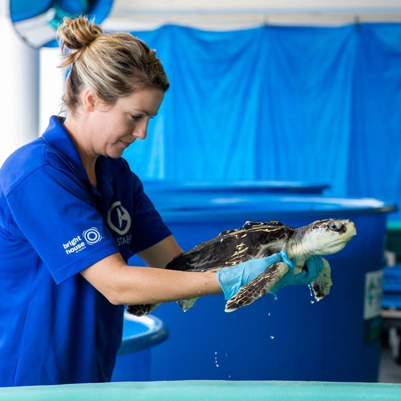 war, sea turtle rehab