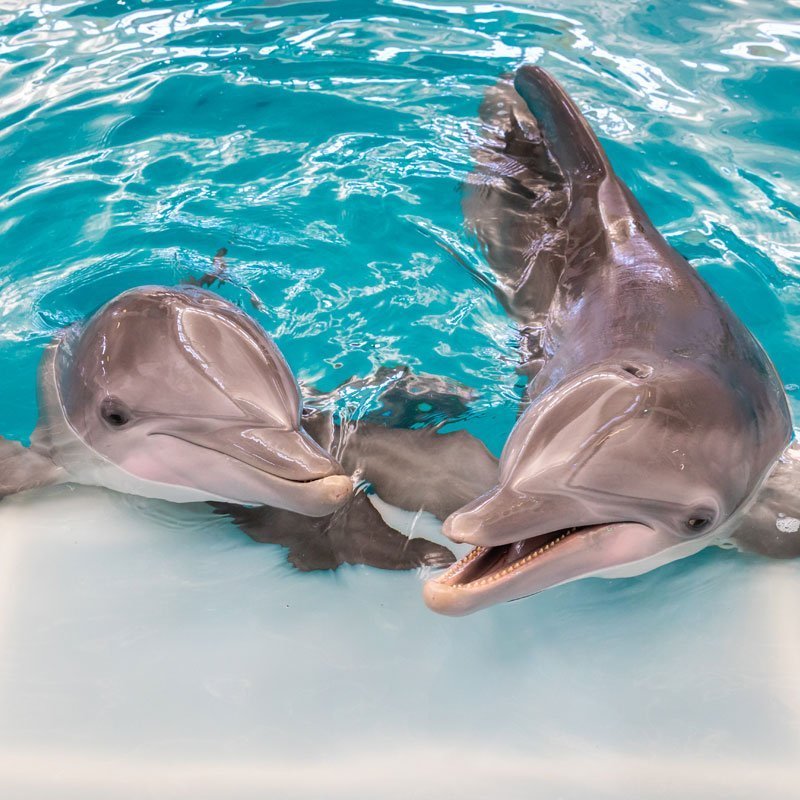 winter and hope, dolphins