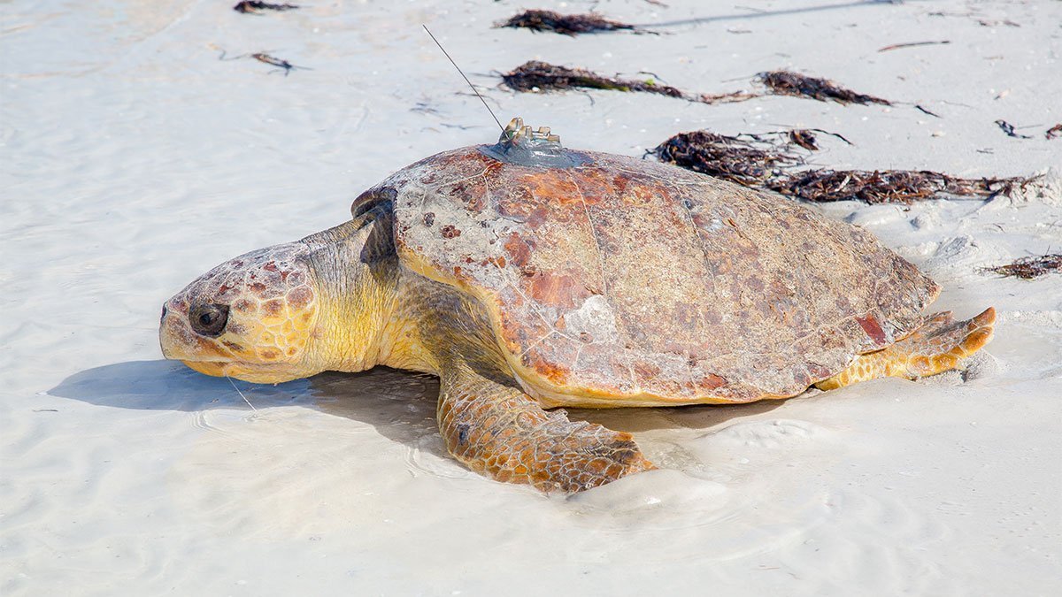 Xeno loggerhead sea turtle