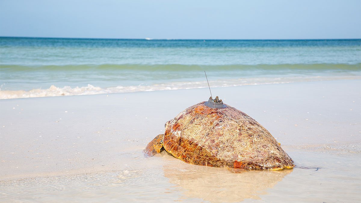xeno loggerhead sea turtle with satellite tag