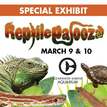 Reptilepalooza