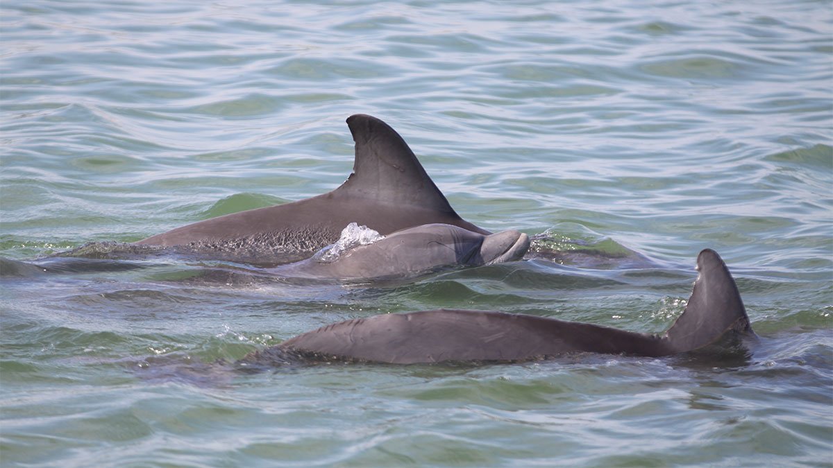 Alon and other wild dolphins