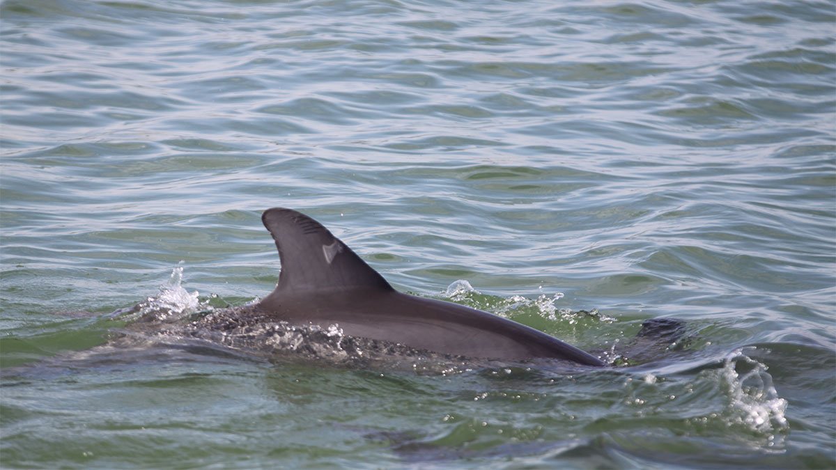 Divo, dolphin dorsal fin in 2018