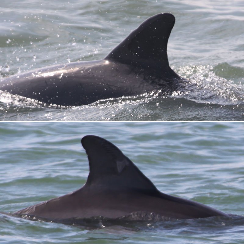 Divo, wild dolphin dorsal fin comparison