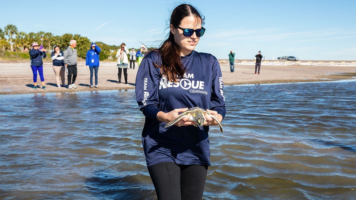 Doug, green sea turtle release