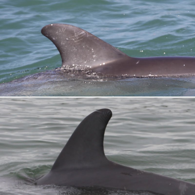 Faren, dolphin dorsal fin changes