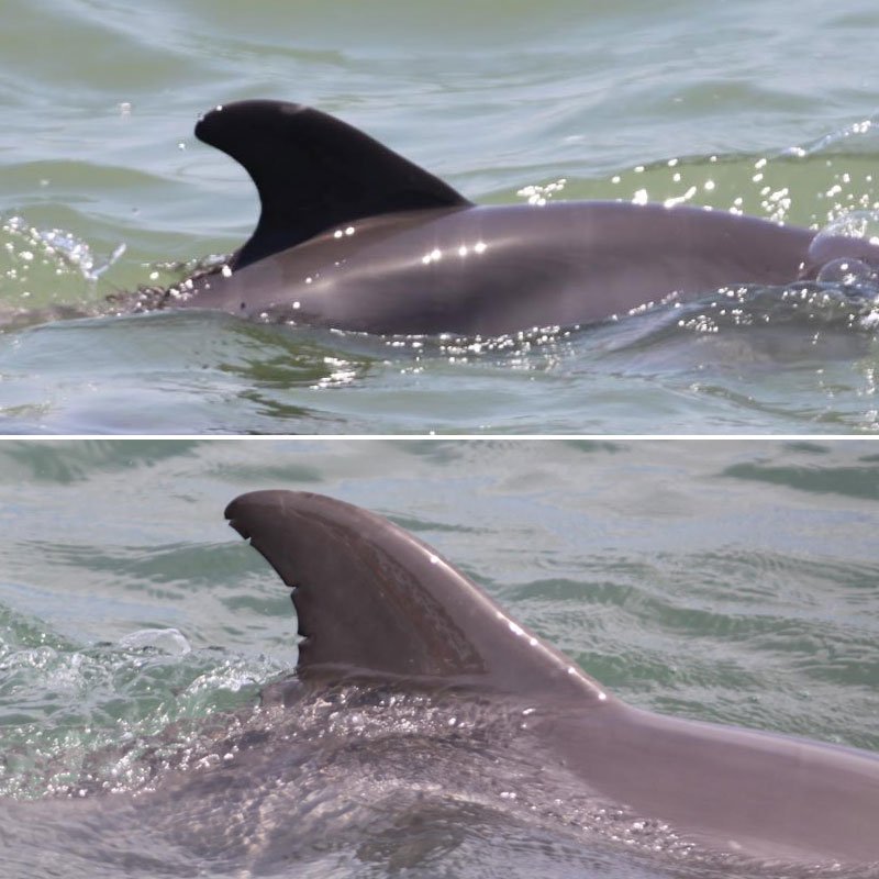 Nola, wild dolphin dorsal fin change