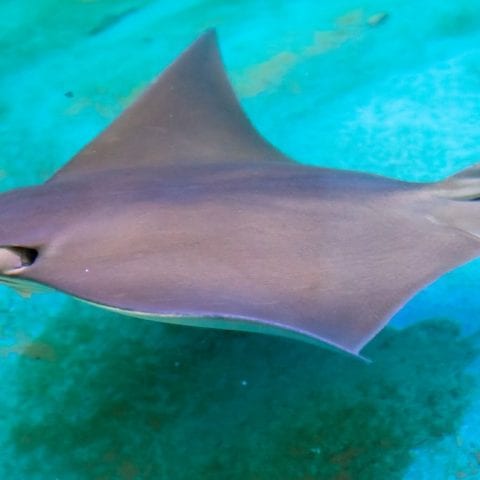 stingray swimming