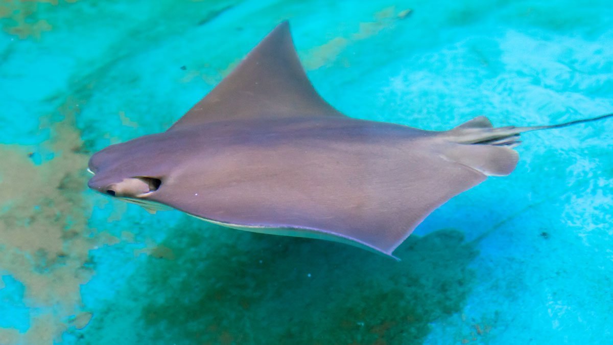 How Fish & Stingrays Are Examined Out of Water | CMA
