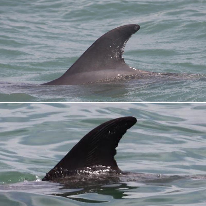 tidal, wild dolphin dorsal fin change