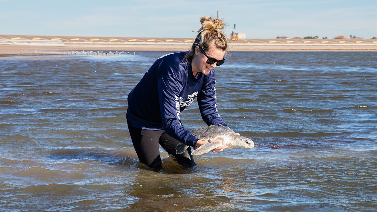 War, Kemp's ridley sea turtle release