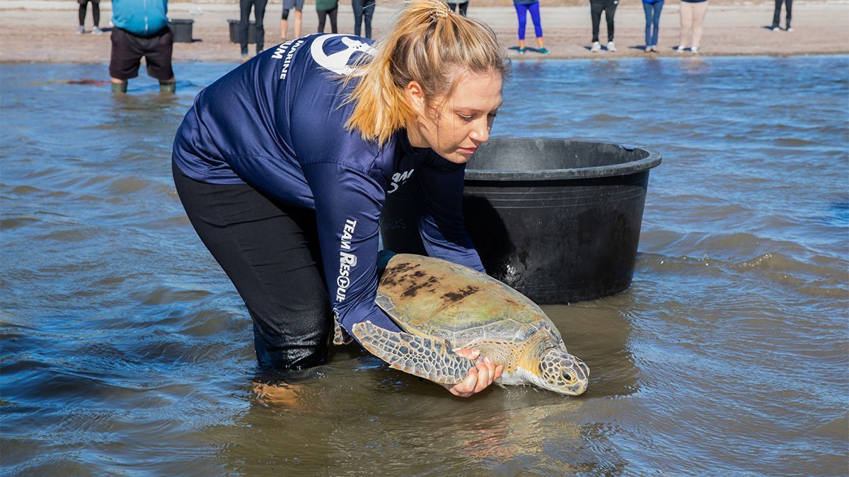Zelda, sea turtle release