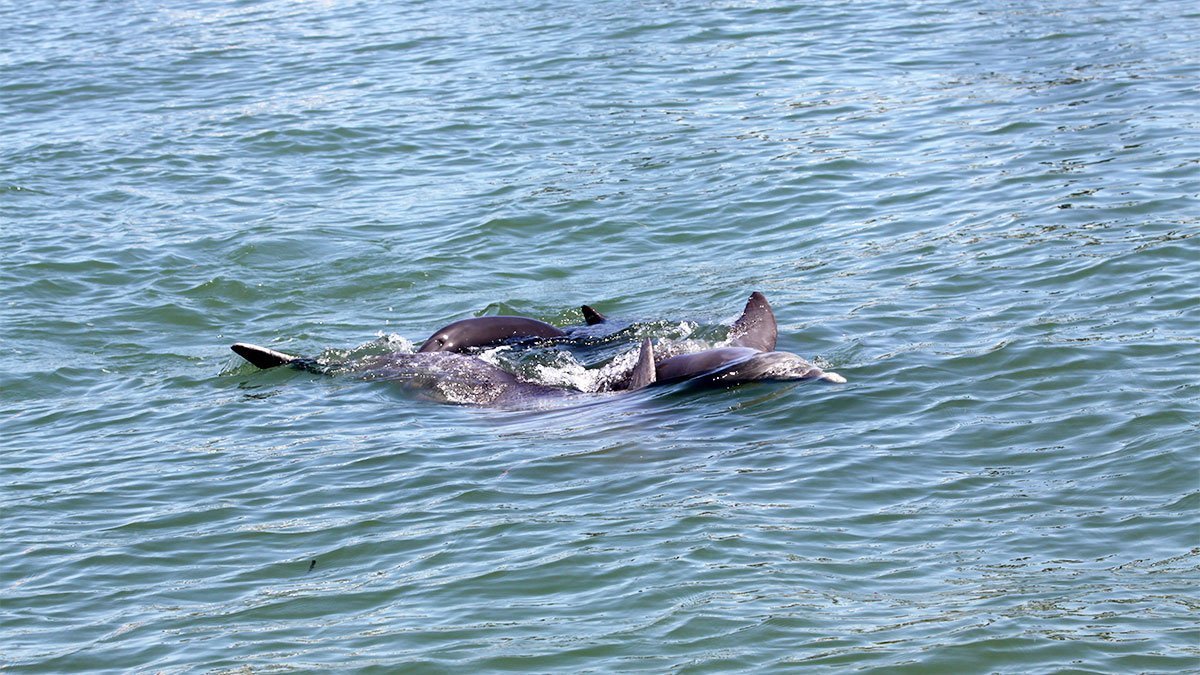bottlenose dolphin mating behavior