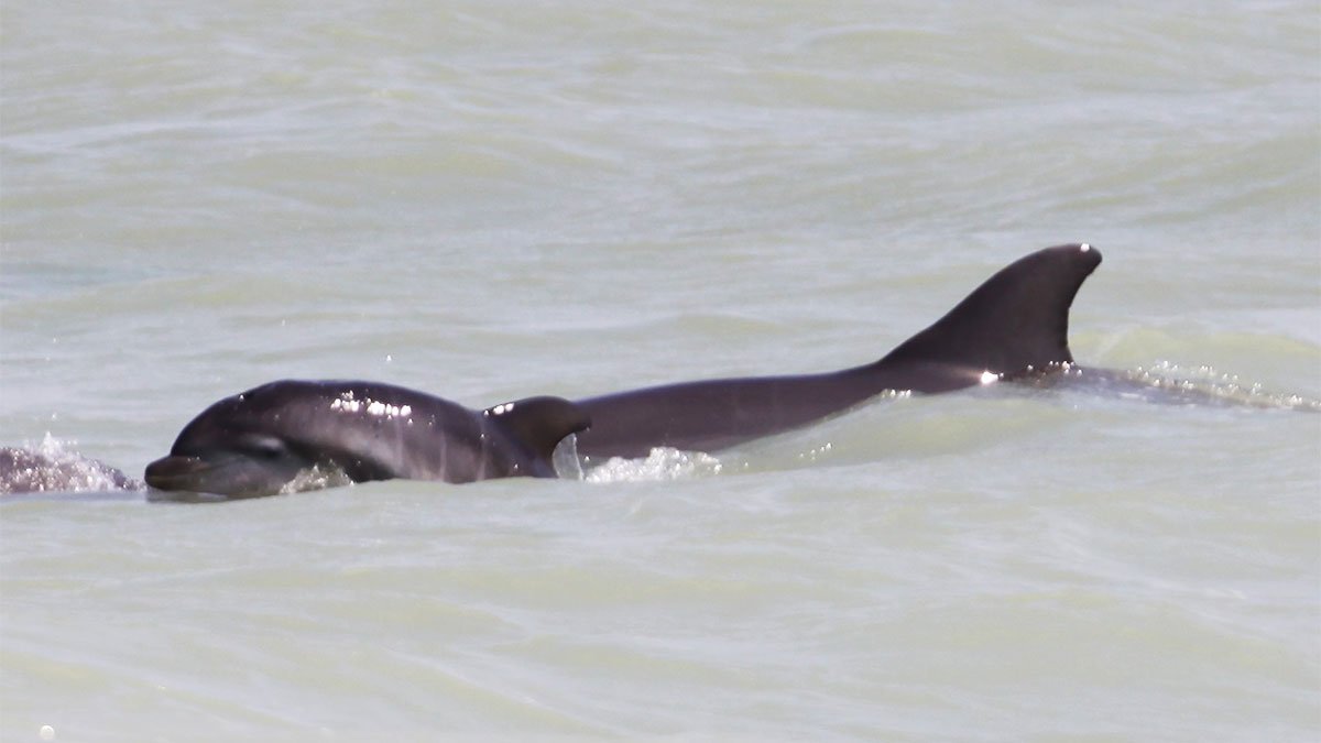 Chima, dolphin with calf