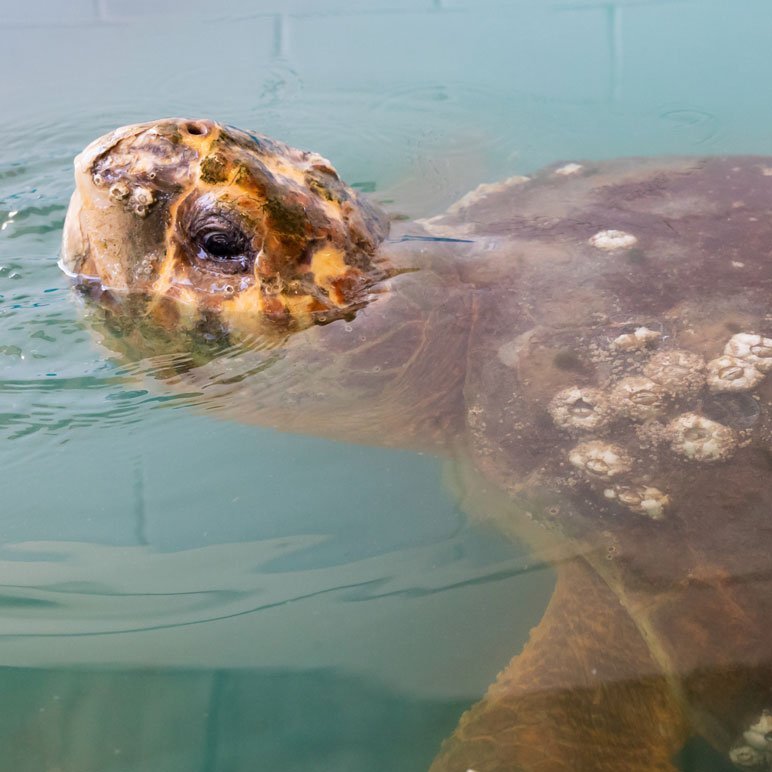 kirby, loggerhead turtle