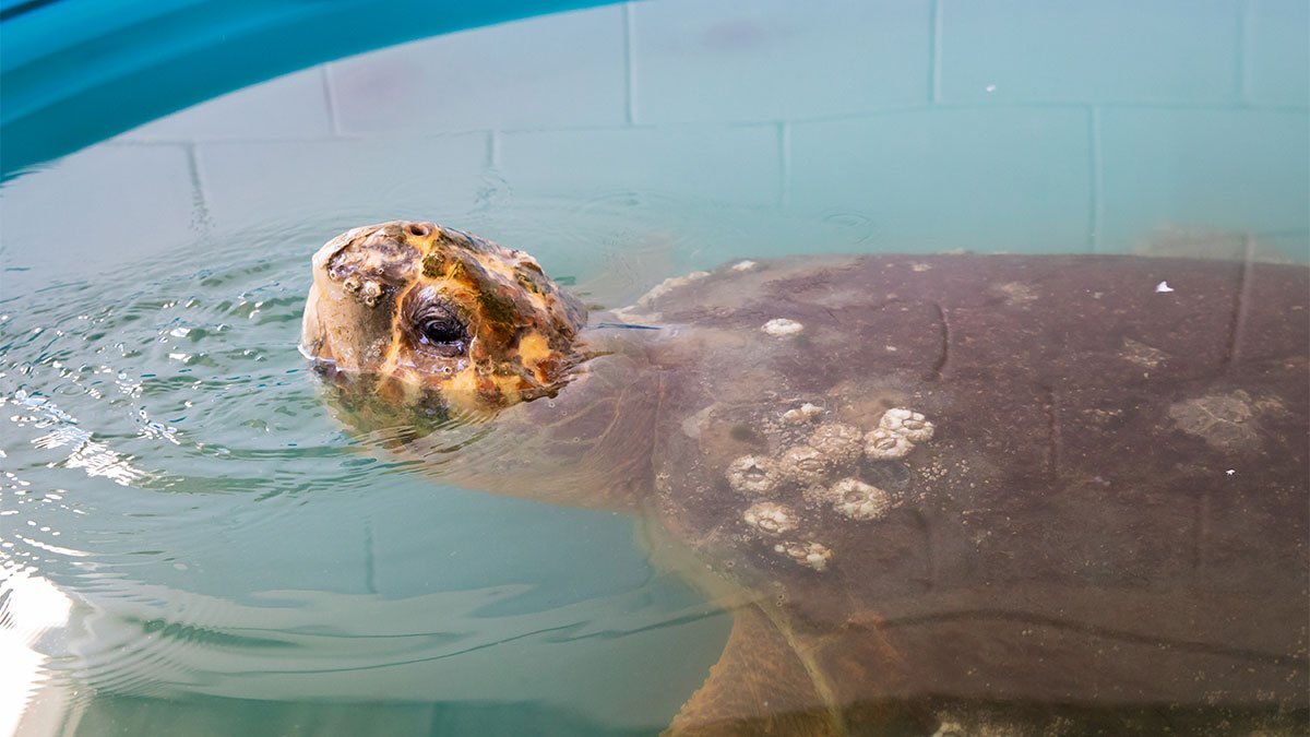 Kirby, loggerhead sea turtle in rehab