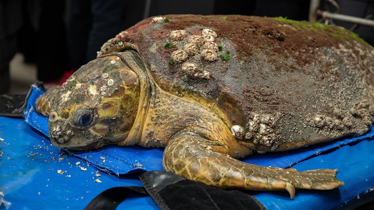 Kirby, loggerhead sea turtle