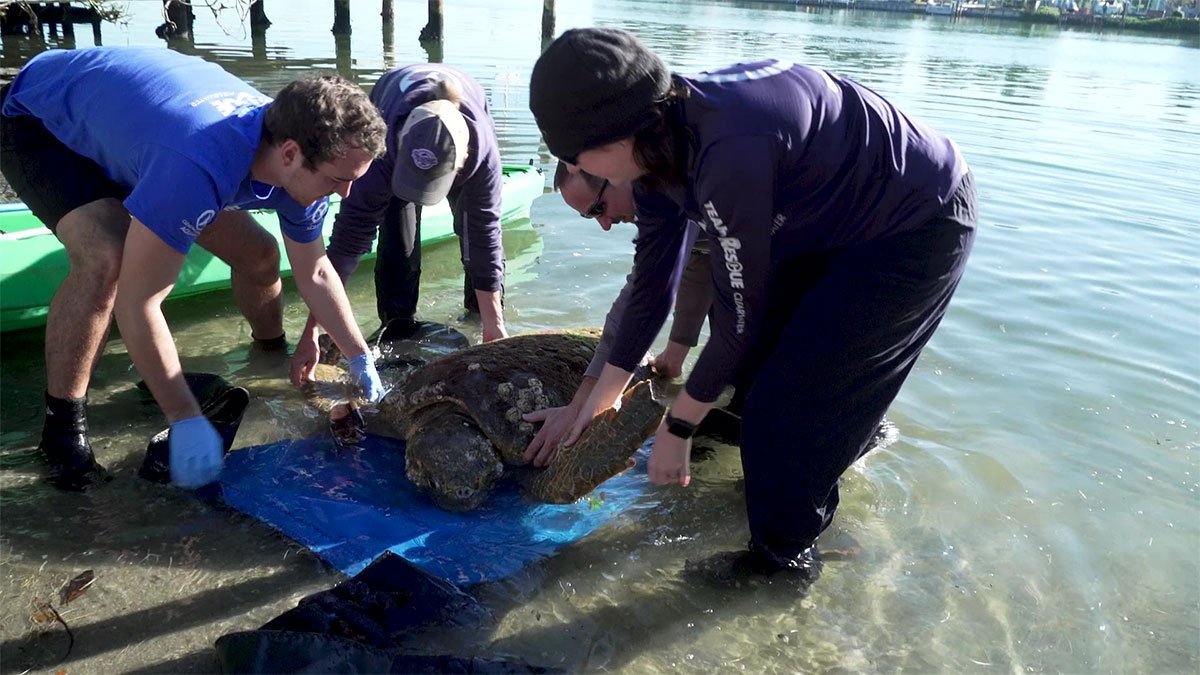 kirby, loggerhead rescue